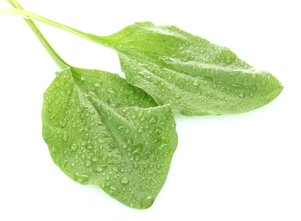 stock image Plantain leaves with drops isolated on a white