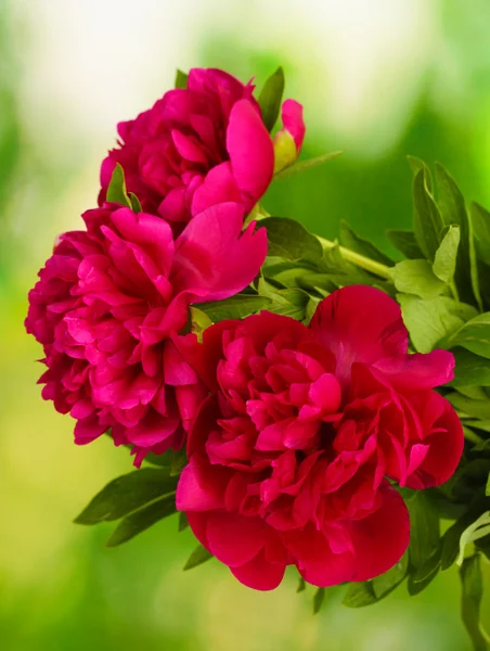 Beautiful pink peonies on green background — Stock Photo, Image