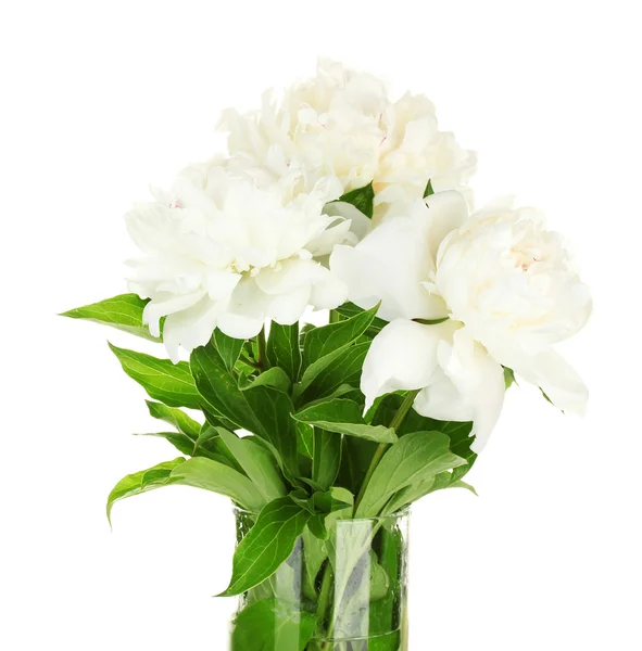 Beautiful white peonies in glass vase with bow isolated on white — Stock Photo, Image
