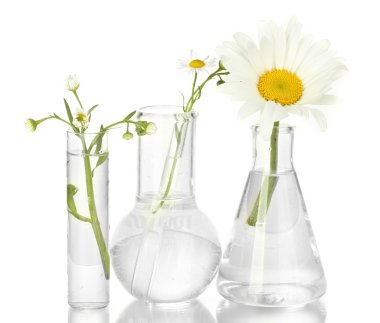 Test-tubes with a transparent solution and the plant isolated on white background close-up clipart