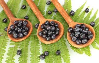 tahta kaşıklar fern yakın tarih içinde lezzetli yaban mersini