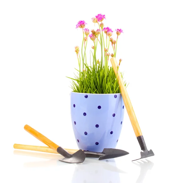 Pink flowers in pot with instruments isolated on white — Stock Photo, Image