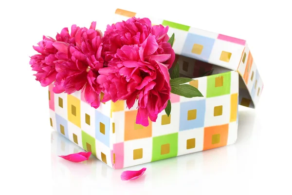 Beautirul 粉红牡丹在礼品盒上白色隔离 — 图库照片