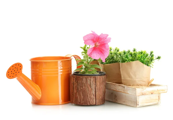 Annaffiatoio, fiore e piante in vasi da fiori isolati su bianco — Foto Stock