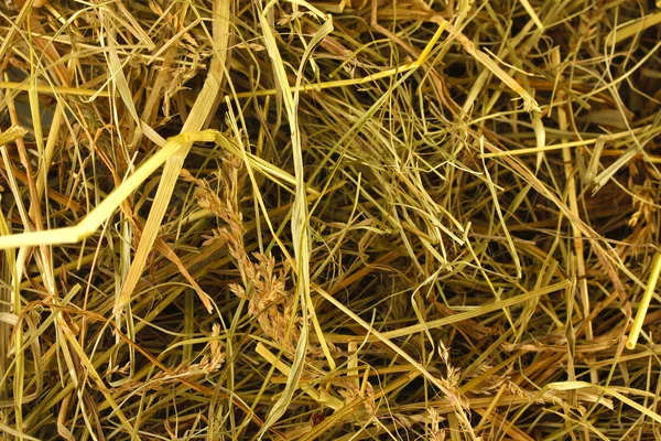 Goldenes Heu Textur Hintergrund Nahaufnahme — Stockfoto
