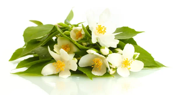 Mooie jasmijn bloemen met bladeren geïsoleerd op wit — Stockfoto