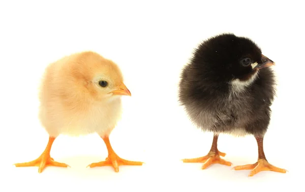 黒と黄色の小さな鶏、白で隔離されます。 — ストック写真