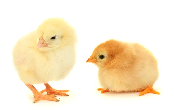 Dvě žlutá malá kuřata izolovaných na bílém — Stock fotografie