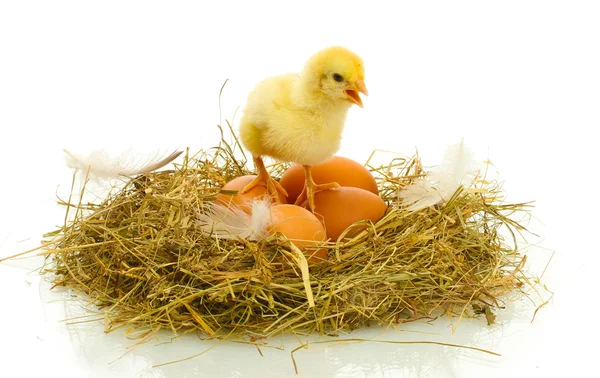 Beautiful little chicken and eggs in nest, isolated on the white — Stock Photo, Image