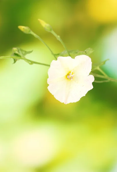 Bindweed em um fundo verde brilhante close-up — Fotografia de Stock