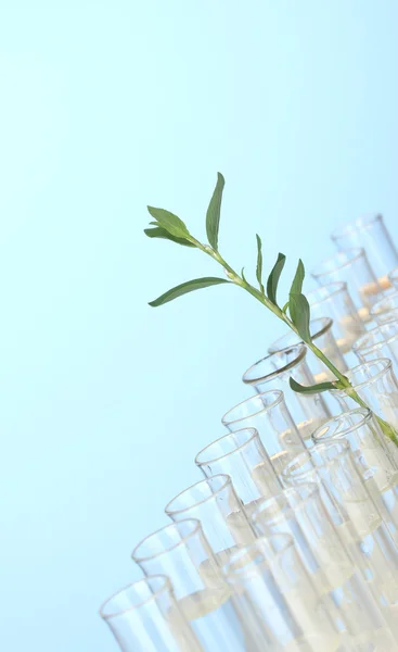 Kémcsövek egy átlátszó megoldást, és a növény, a kék háttér közelről — Stock Fotó