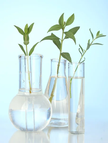 Tubos de ensayo con una solución transparente y la planta sobre fondo azul — Foto de Stock