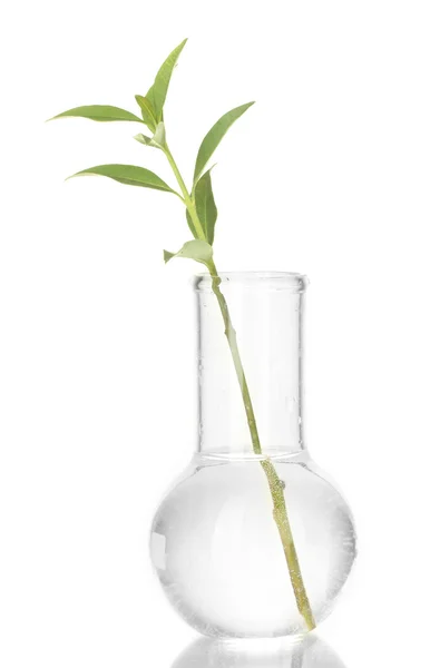 Reageerbuis met een transparante oplossing en de plant geïsoleerd op witte achtergrond close-up — Stockfoto