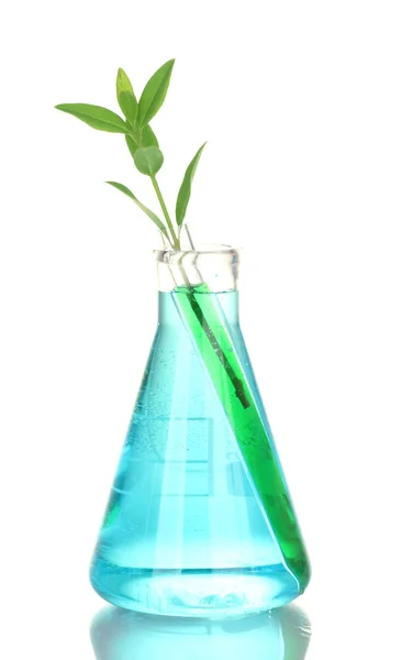 Tubos de ensaio com uma solução colorida e uma planta isolada em close-up branco — Fotografia de Stock