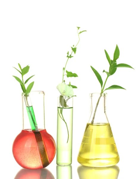 Reagenzgläser mit bunter Lösung und Pflanzen isoliert auf weißer Nahaufnahme — Stockfoto