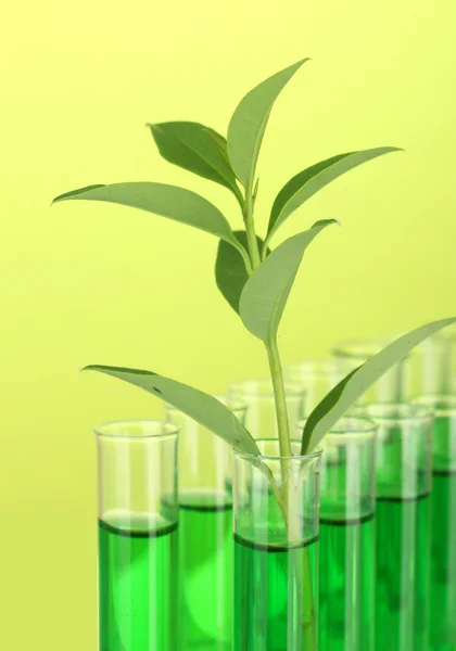Tubes à essai avec une solution verte et la plante sur fond jaune gros plan — Photo