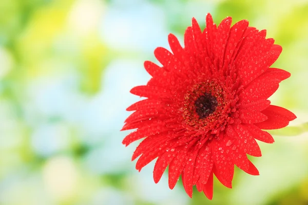 美丽的红色非洲菊上绿色背景特写 — 图库照片