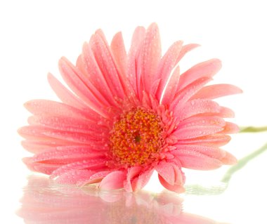 damla üzerinde beyaz izole güzel pembe gerbera