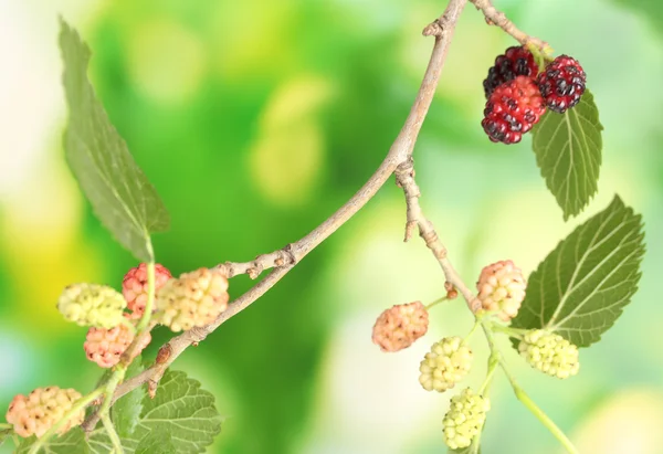 Mulberry twig with fruits on bright green background — Stock Photo, Image