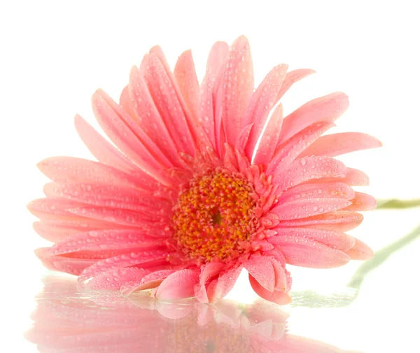 Hermosa gerbera rosa con gotas aisladas en blanco —  Fotos de Stock