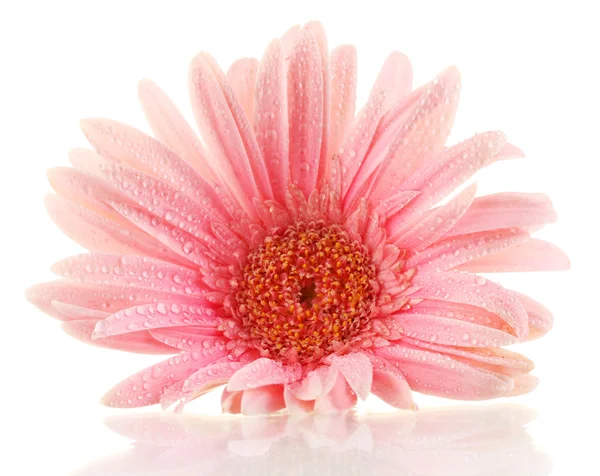Красивая розовая гербера с каплями, изолированными на белом — стоковое фото