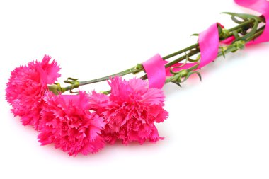 beyaz izole güzel pembe karanfil