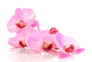 Beautiful blooming orchid isolated on white clipart