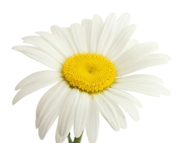 beyaz izole güzel papatya çiçeği