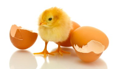 Beautiful little chicken, eggshell and eggs isolated on the white clipart