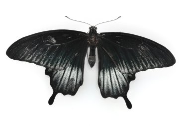 Black butterfly isolated on white clipart