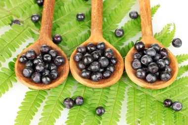 tahta kaşıklar fern yakın tarih içinde lezzetli yaban mersini