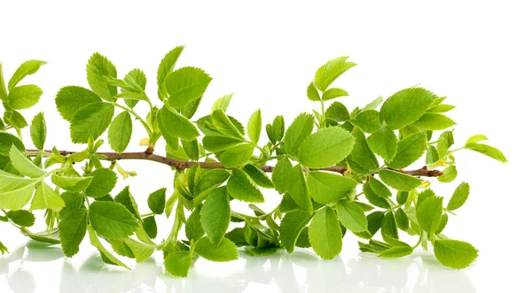 Rama con hojas verdes aisladas en blanco — Foto de Stock