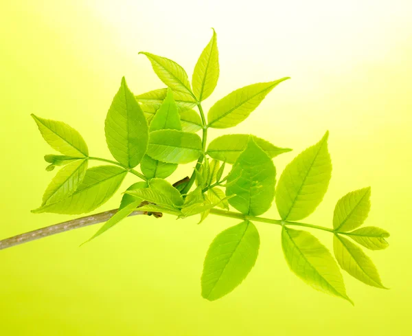 Ramo com folhas verdes no fundo verde — Fotografia de Stock
