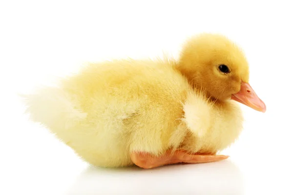 Duckling isolated on white — Stock Photo, Image