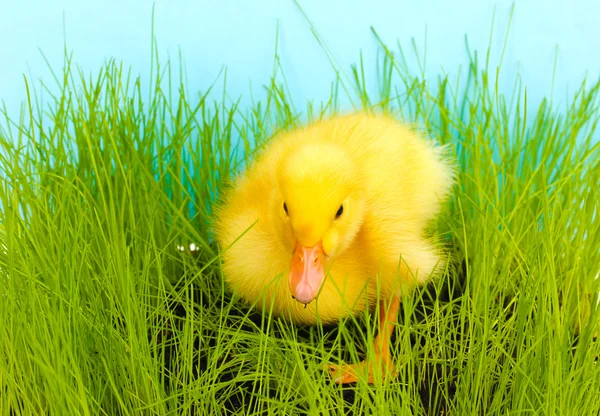 Içinde mavi zemin üzerine yeşil çimen ördek yavrusu — Stok fotoğraf