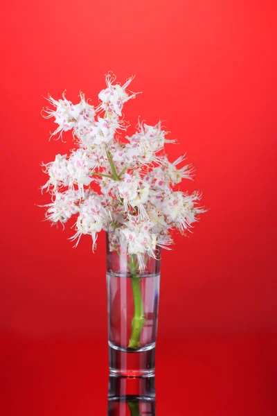 Flores de castanha em um copo no fundo colorido brilhante — Fotografia de Stock