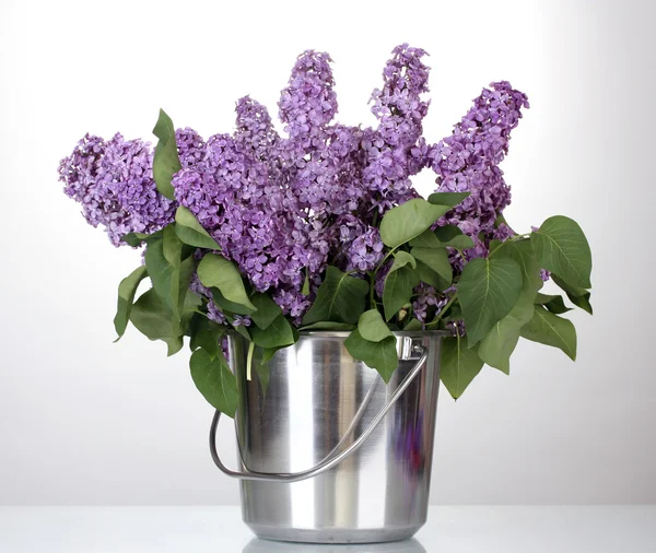 Belas flores lilás em balde de metal isolado em branco — Fotografia de Stock