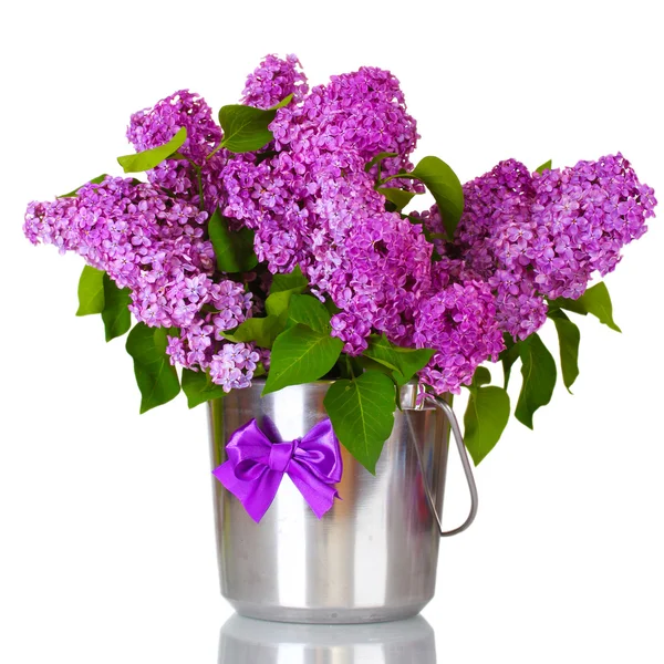 Beautiful lilac flowers in metal bucket isolated on white — Stock Photo, Image