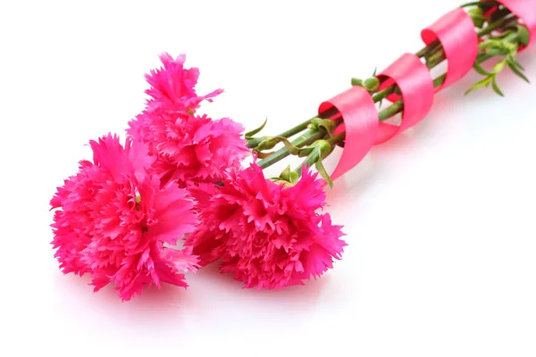 Beautiful pink carnations isolated on white — Stock Photo, Image