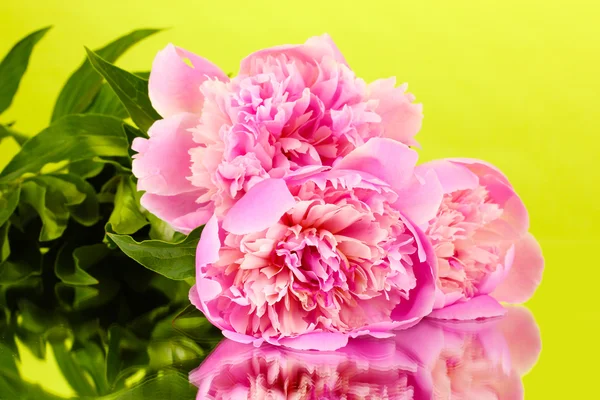 Three pink peonies on green background — Stock Photo, Image