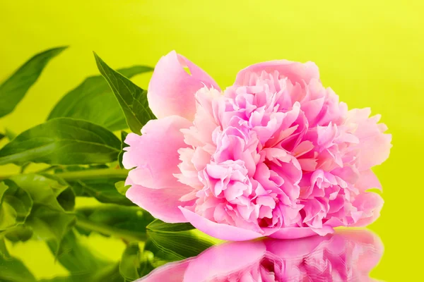 Pink peony on green background — Stock Photo, Image