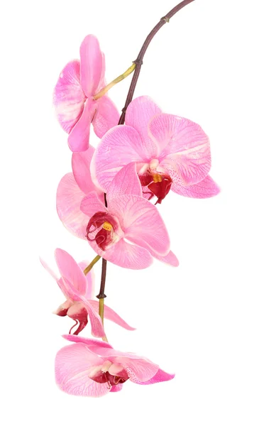 Bella orchidea fiorita isolata su bianco — Foto Stock