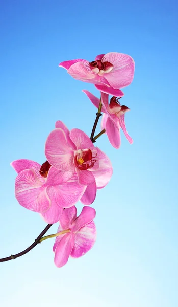Mooie bloeiende orchidee op blauwe achtergrond — Stockfoto
