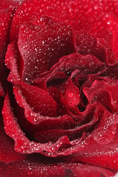 Όμορφο κόκκινο τριαντάφυλλο με σταγόνες από κοντά — Φωτογραφία Αρχείου