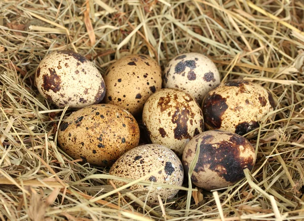 Ovos de codorna em um ninho de feno close-up — Fotografia de Stock