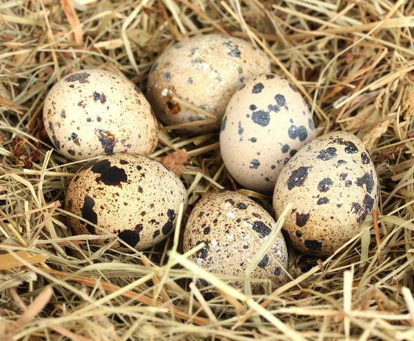 Αυγά ορτυκιού σε φωλιά από άχυρο κοντά — Φωτογραφία Αρχείου