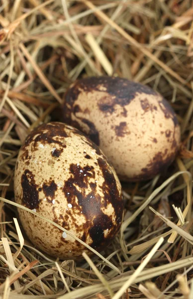 Перепелиные яйца в гнезде сена крупным планом — стоковое фото