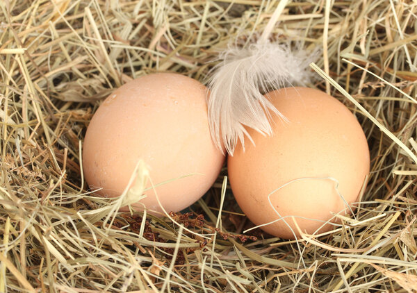 Brown eggs in a nest of hay close-up