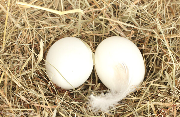 Белые яйца в сене крупным планом

