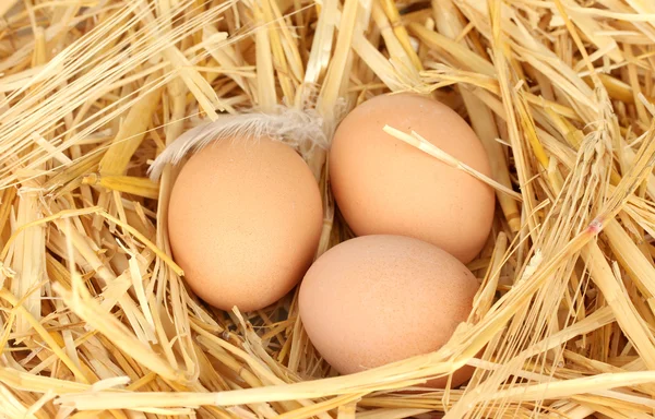 Коричневые яйца в соломенном гнезде крупным планом — стоковое фото